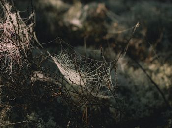 晋－18短枝富士晋城市培育的第一个优良苹果新品种_合肥水产养殖技术