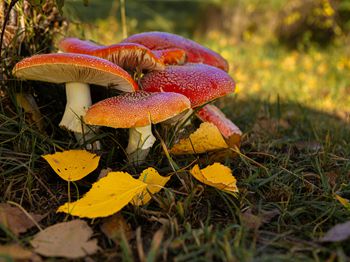 猪胃食滞的治疗方法_合肥水产养殖技术